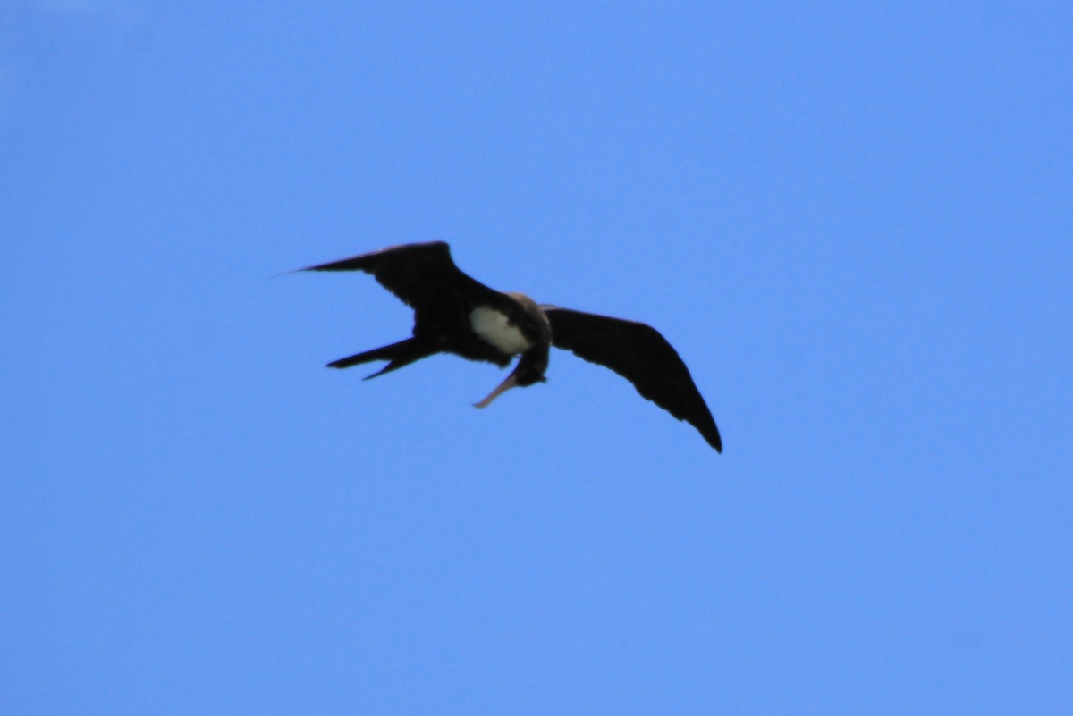 Great Frigatebird - ML620900169