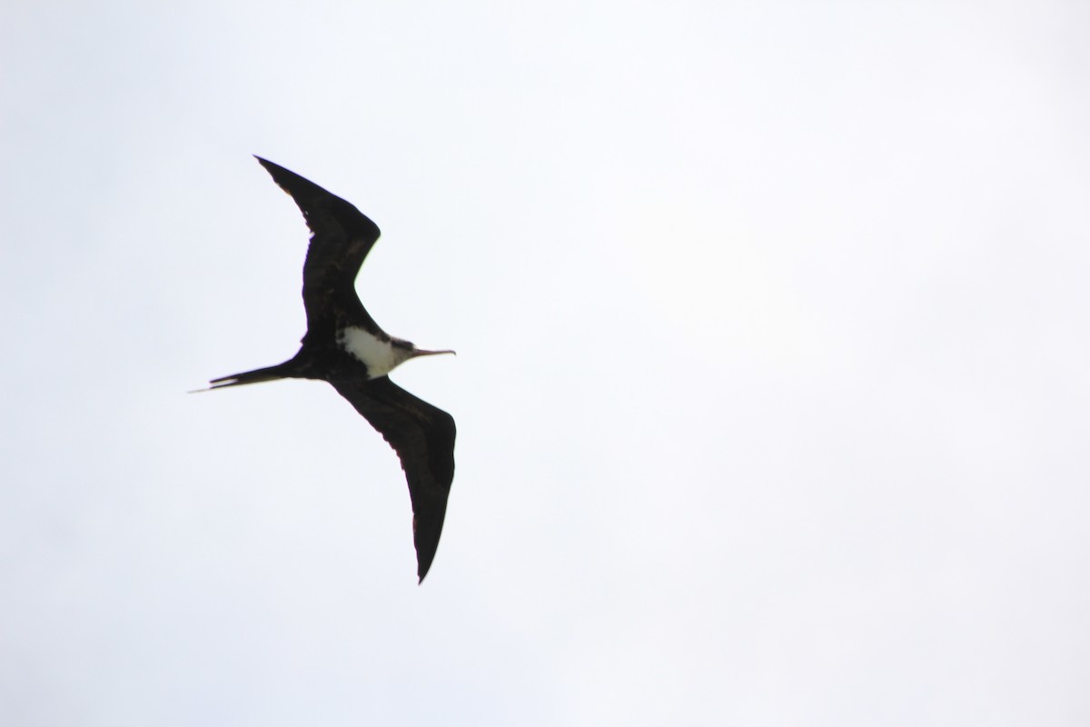 Great Frigatebird - ML620900170