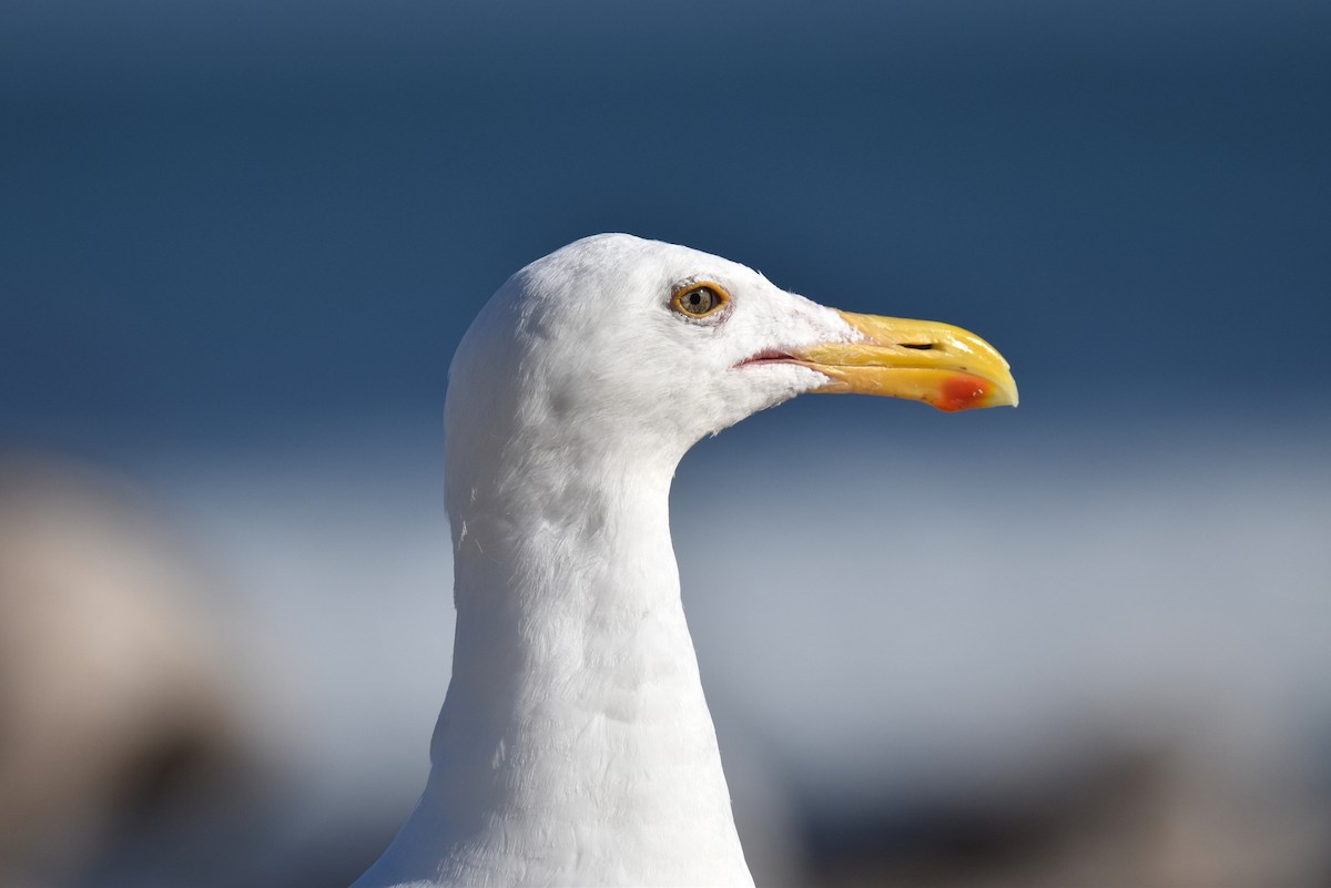 Western Gull - ML620900173