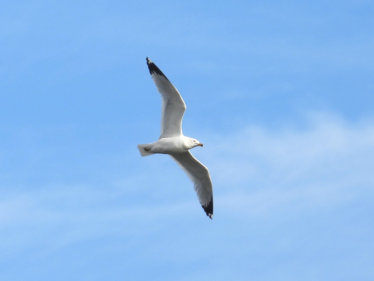 Ring-billed Gull - ML620900175