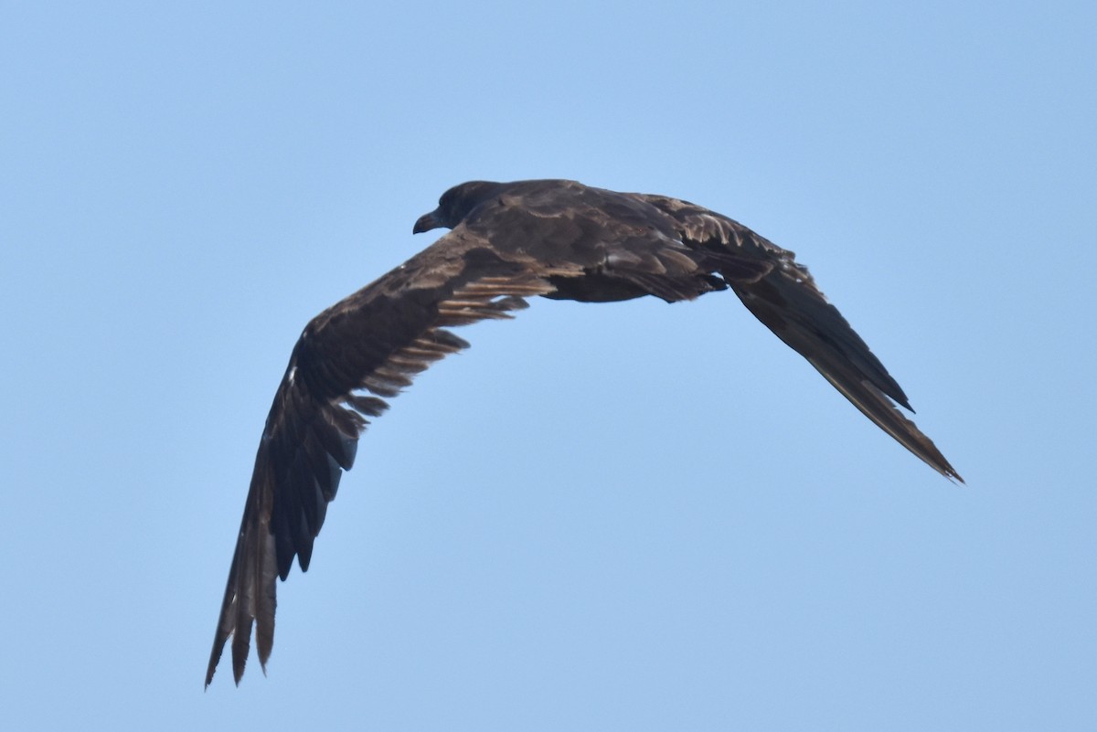 Gaviota Mexicana - ML620900178