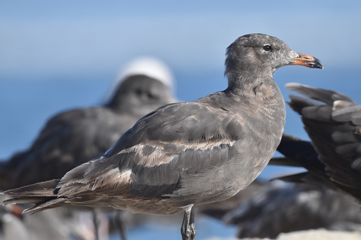 Gaviota Mexicana - ML620900179