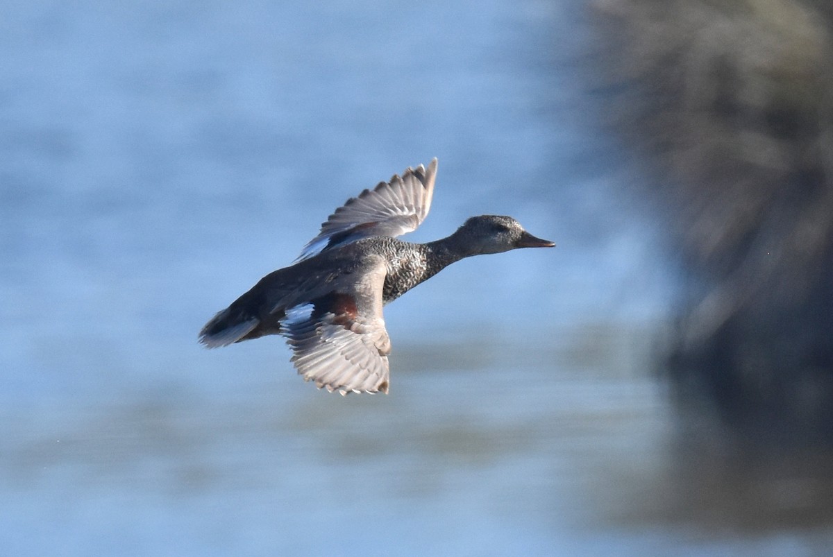 Gadwall - ML620900182