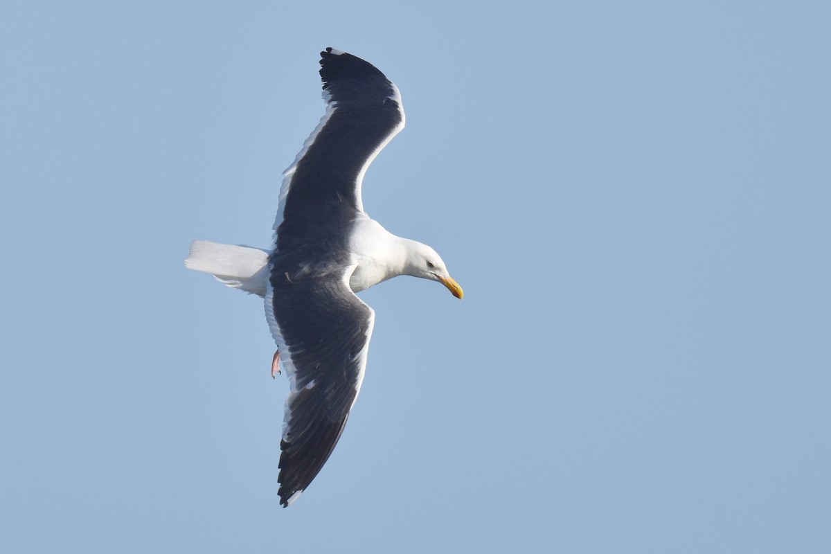 Western Gull - ML620900185