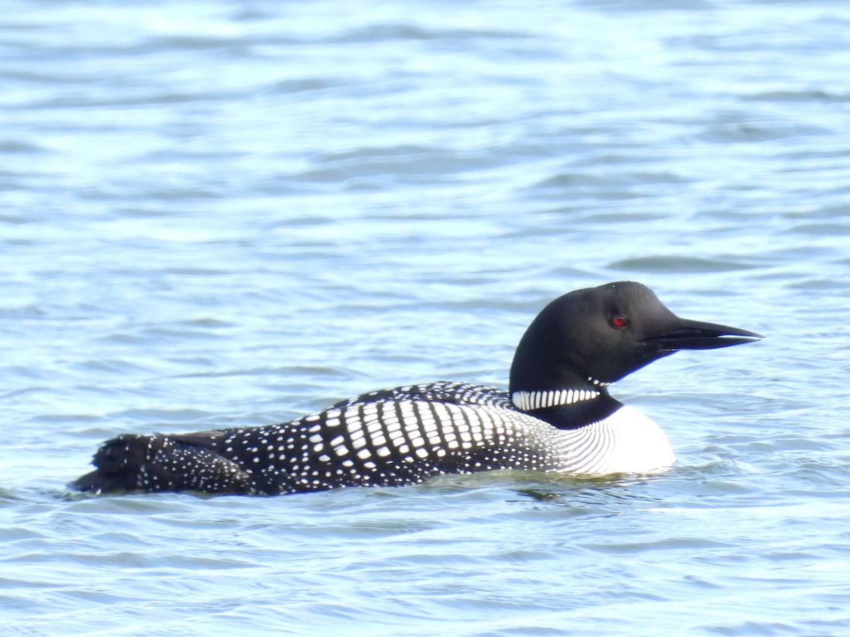 Common Loon - ML620900187