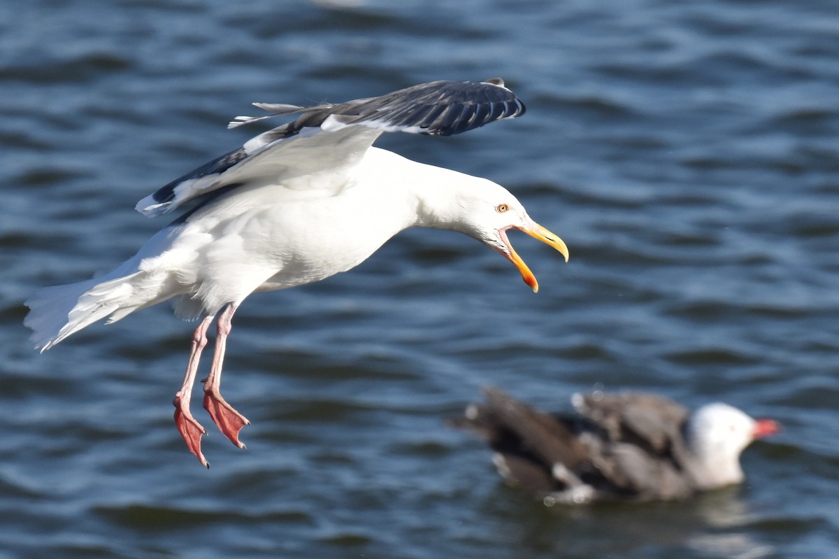 Western Gull - Naresh Satyan