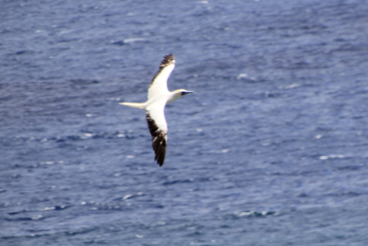Red-footed Booby - ML620900195