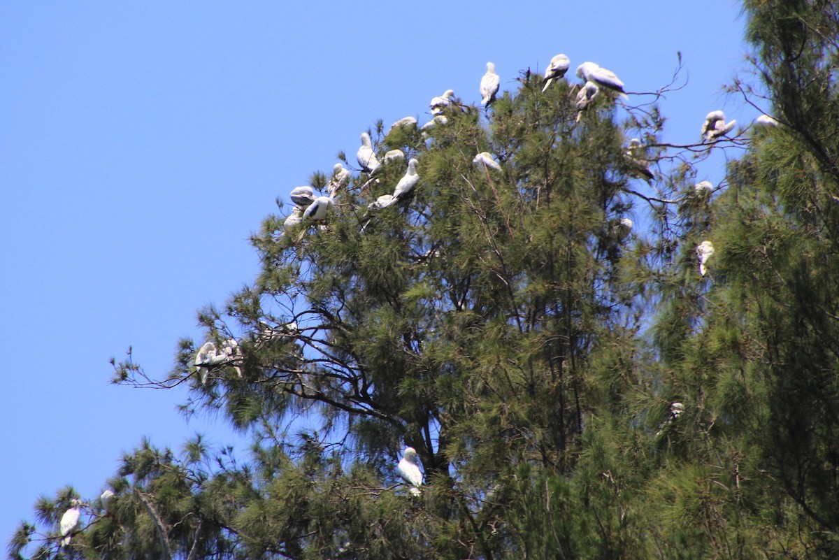 Red-footed Booby - ML620900196