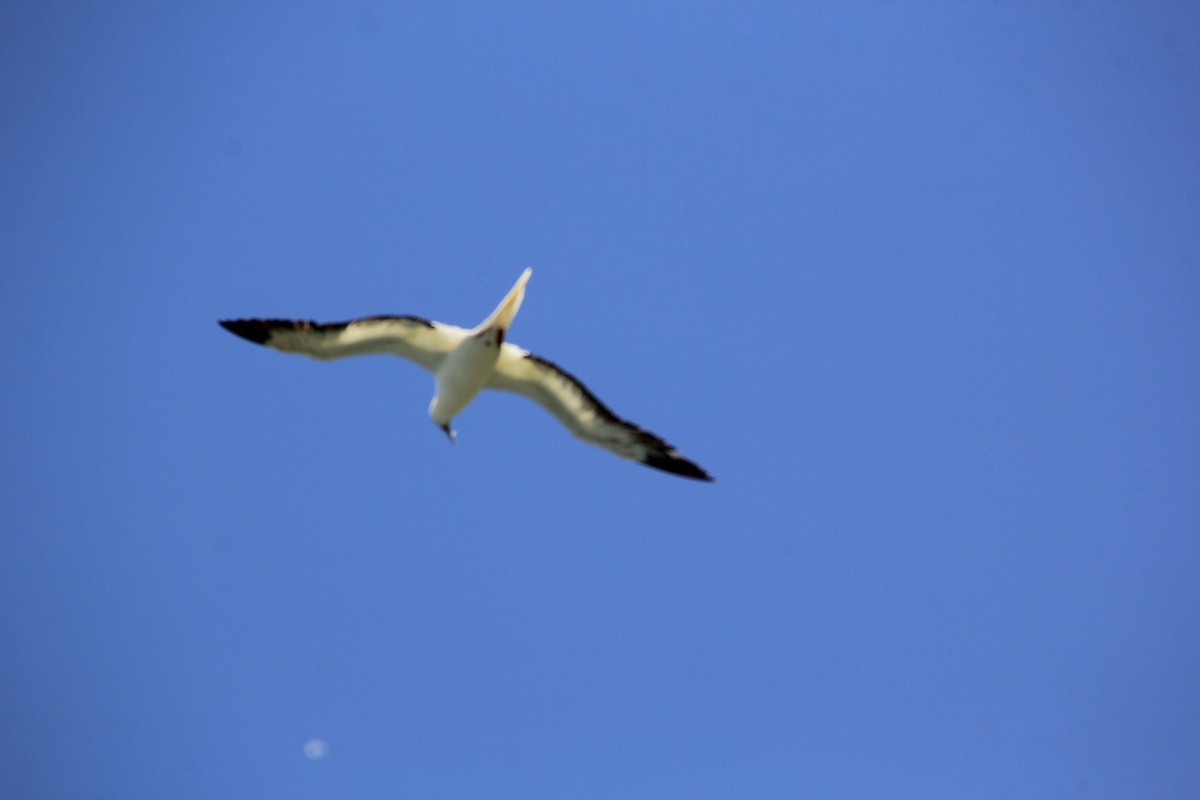 Red-footed Booby - ML620900197