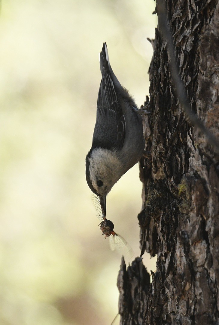 White-breasted Nuthatch - ML620900199