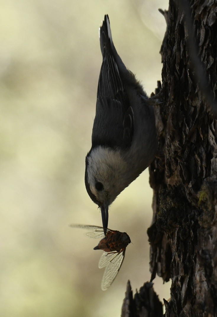 White-breasted Nuthatch - ML620900200