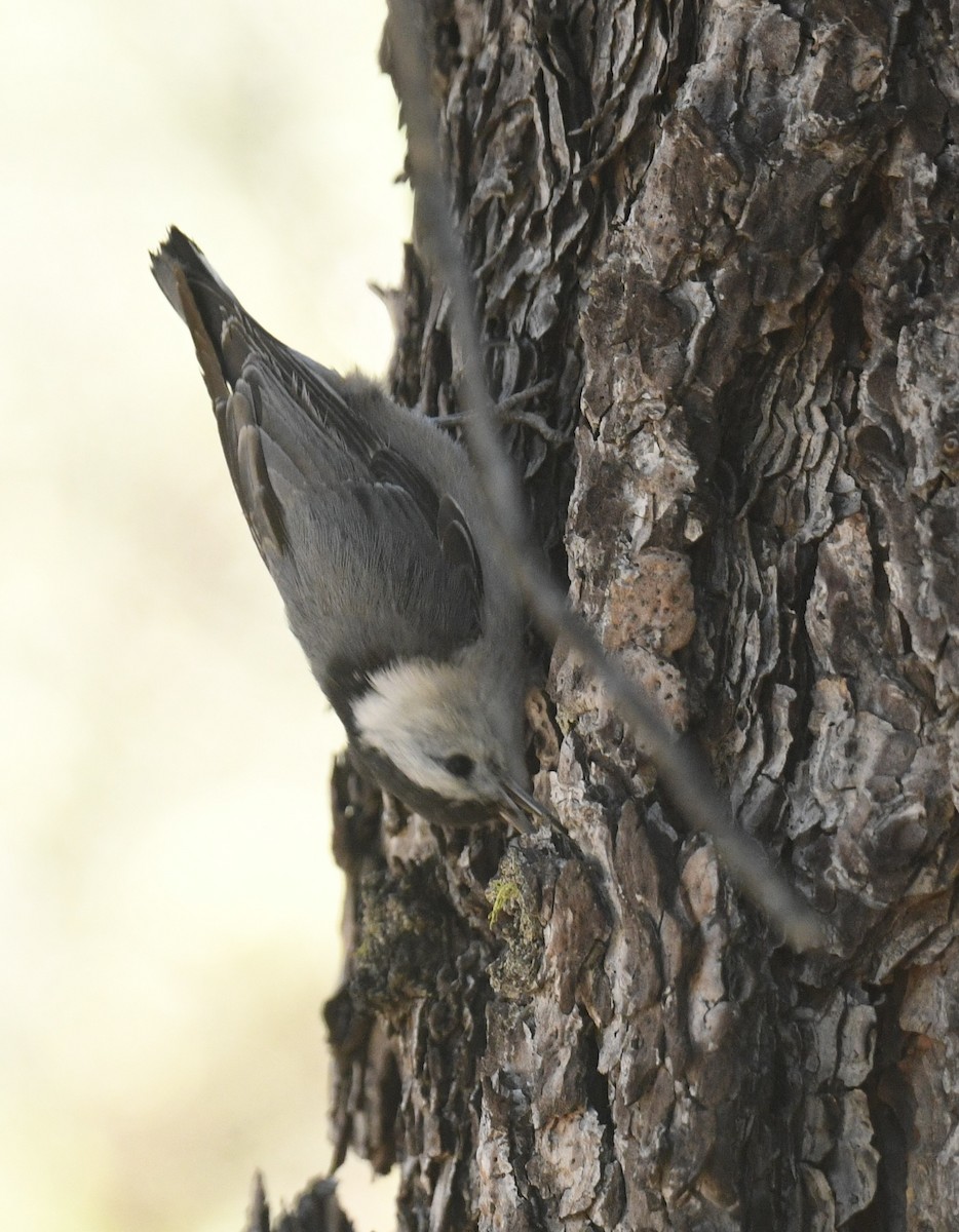 White-breasted Nuthatch - ML620900201