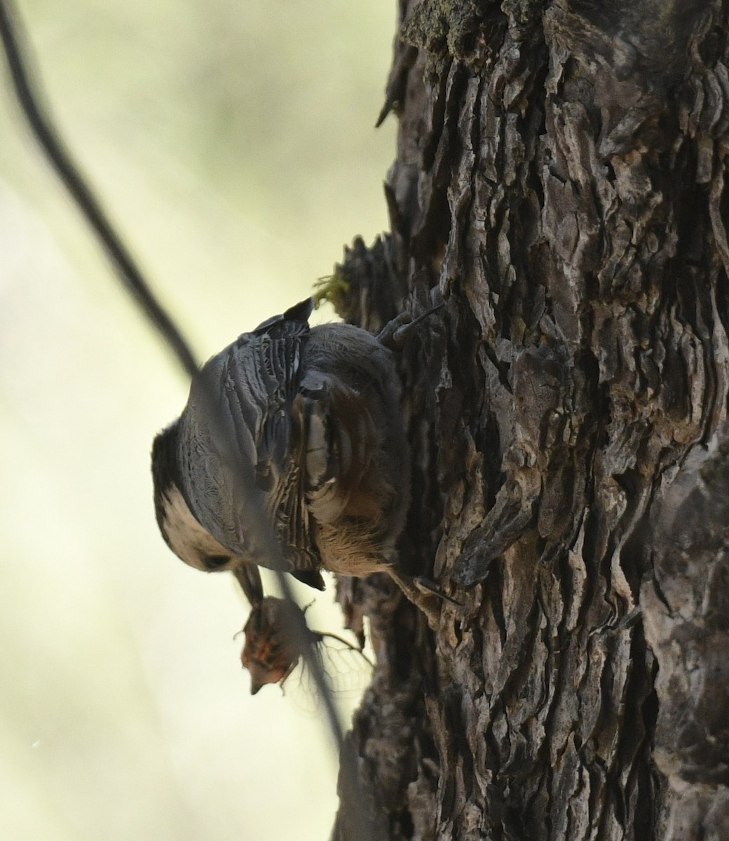 White-breasted Nuthatch - ML620900202