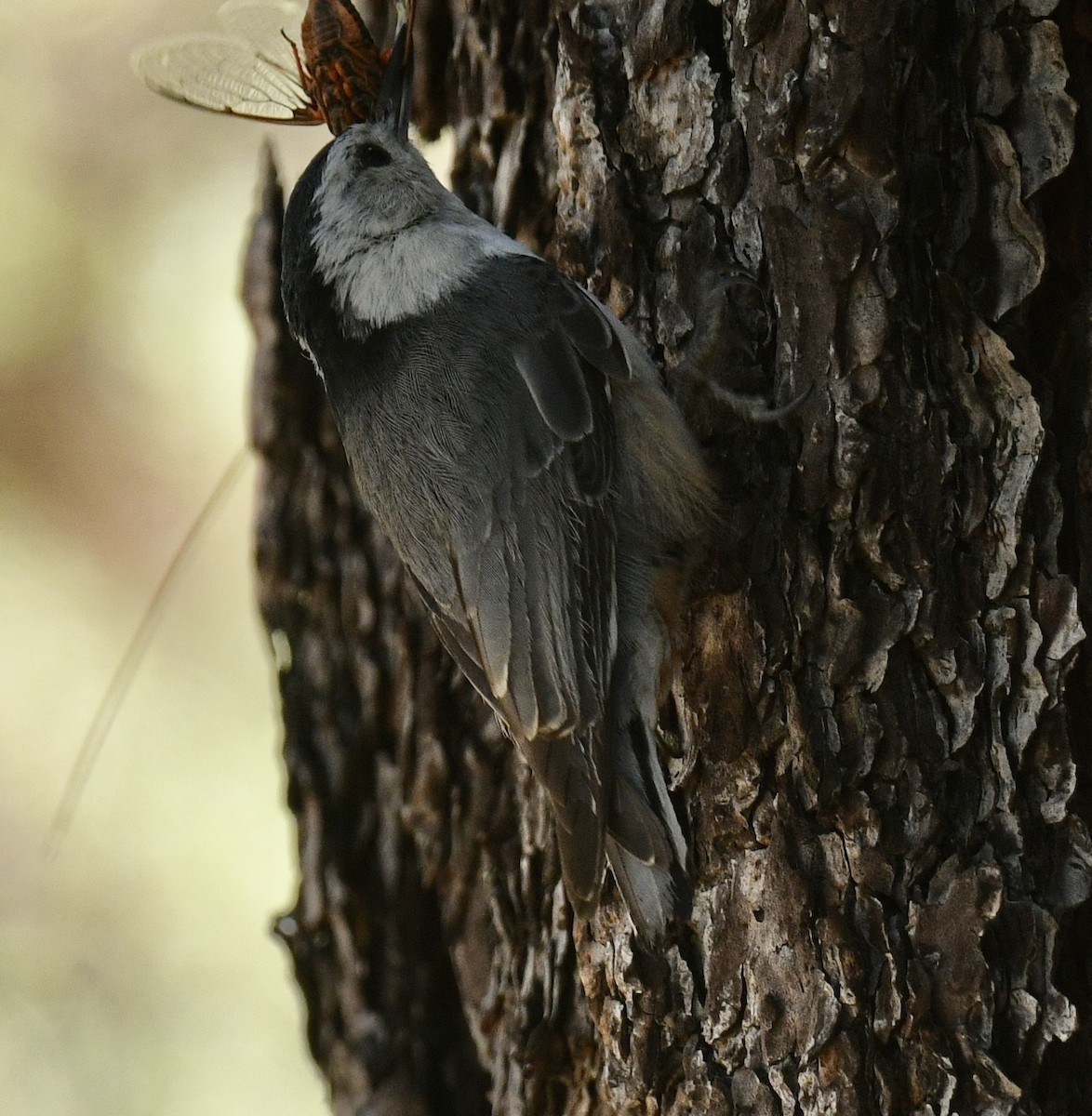 White-breasted Nuthatch - ML620900203