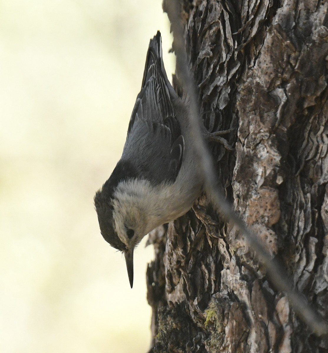 White-breasted Nuthatch - ML620900204