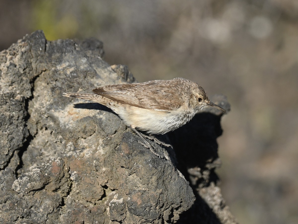 Rock Wren - ML620900212