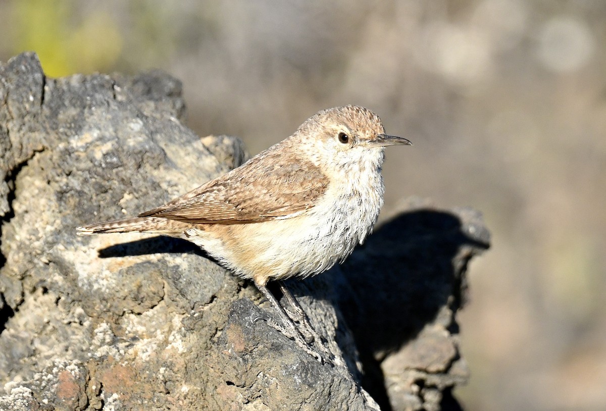 Rock Wren - ML620900213