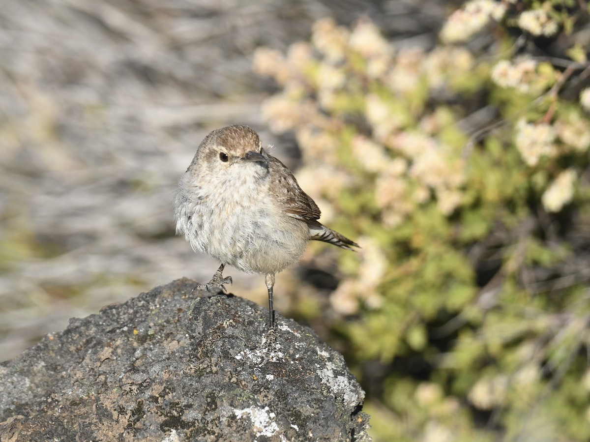 Rock Wren - ML620900214