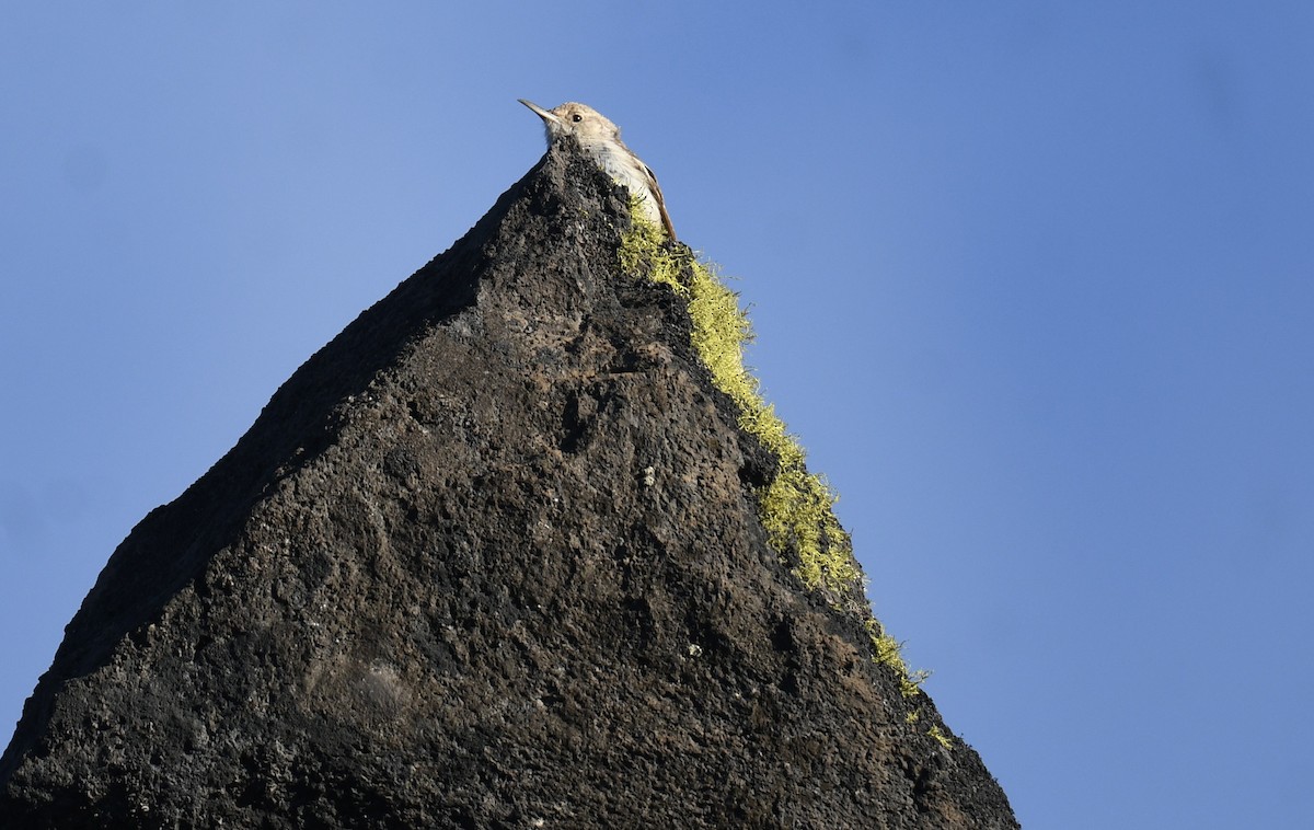 Rock Wren - ML620900216