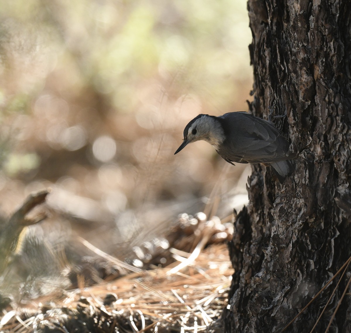 White-breasted Nuthatch - ML620900219