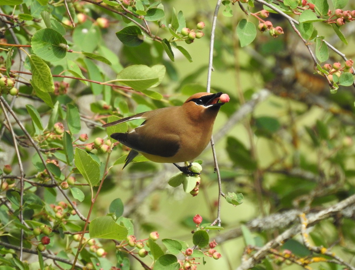 Cedar Waxwing - ML620900220