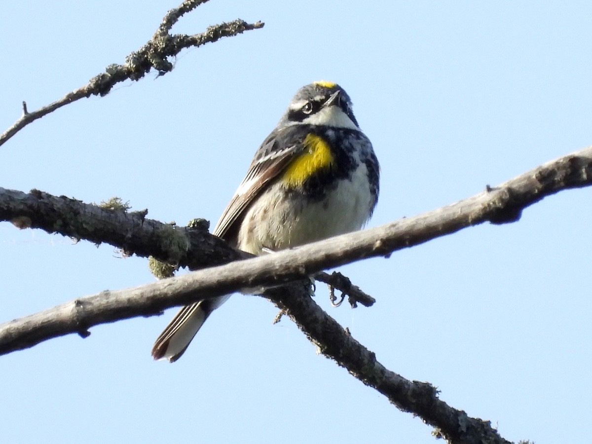 lesňáček žlutoskvrnný (ssp. coronata) - ML620900222