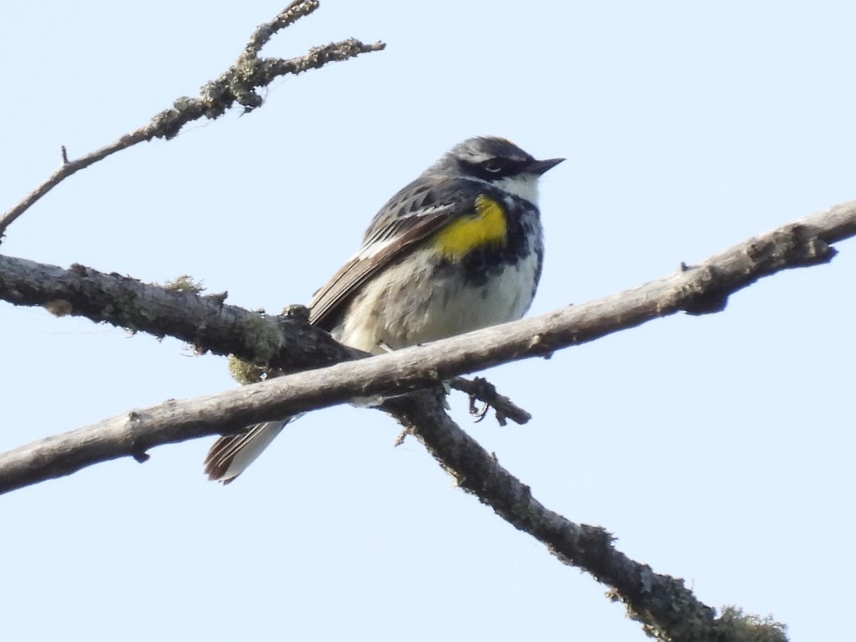 lesňáček žlutoskvrnný (ssp. coronata) - ML620900223