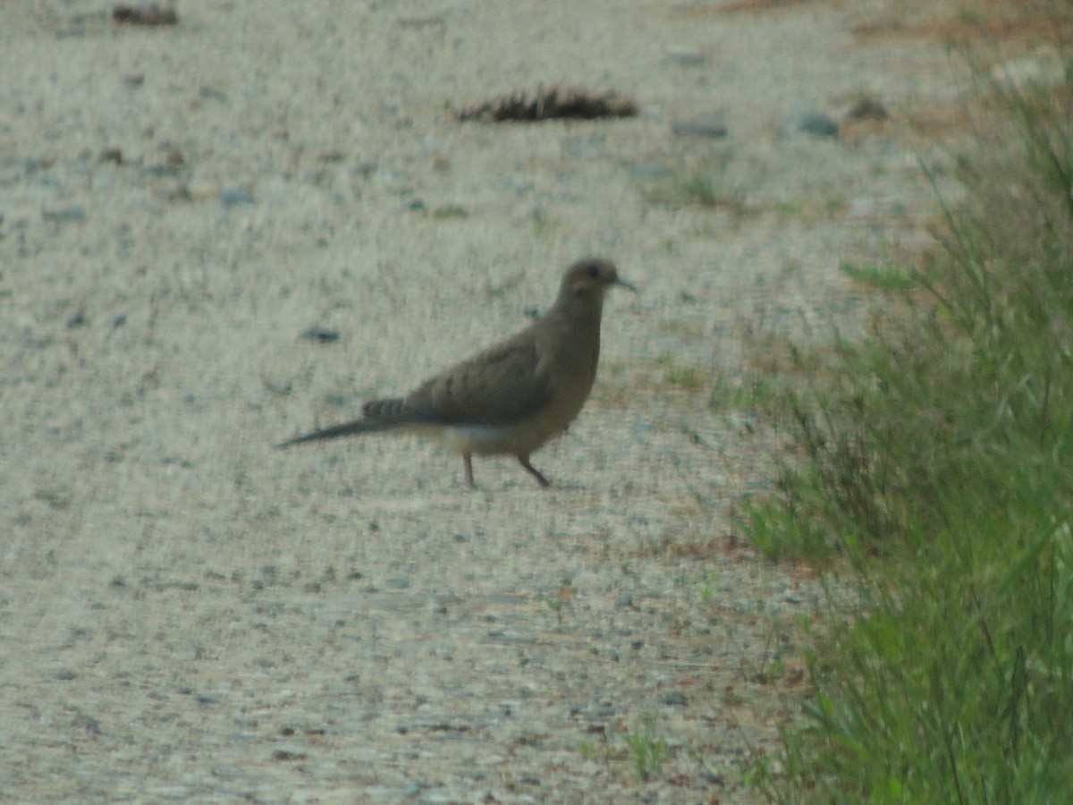 Mourning Dove - ML620900225