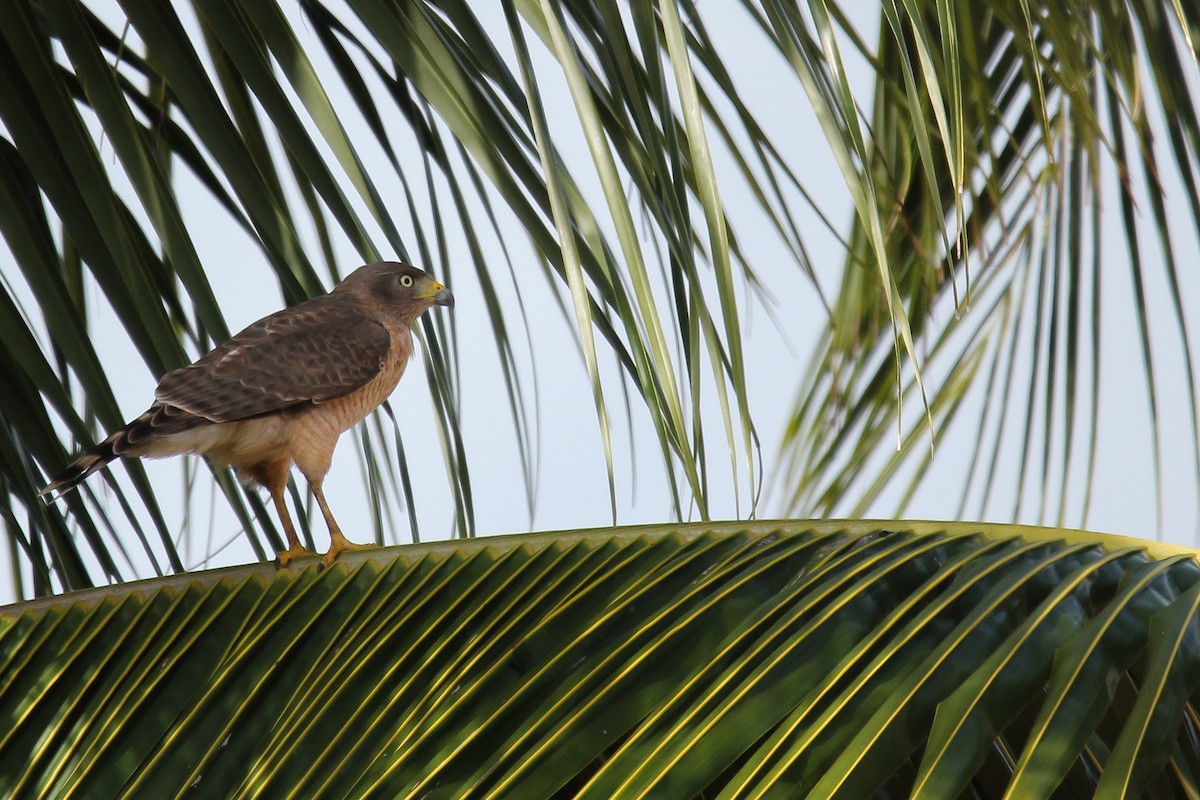 Roadside Hawk - ML620900227