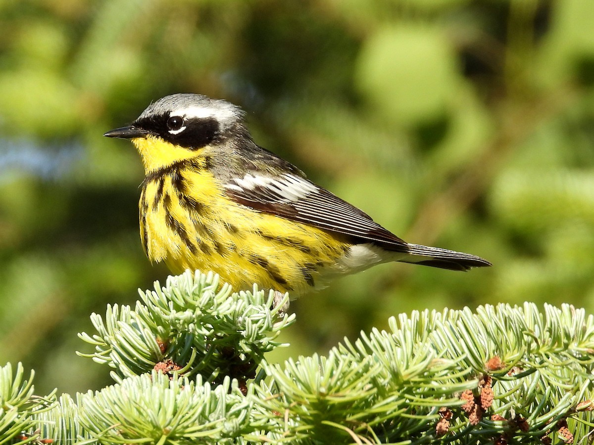 Magnolia Warbler - ML620900230