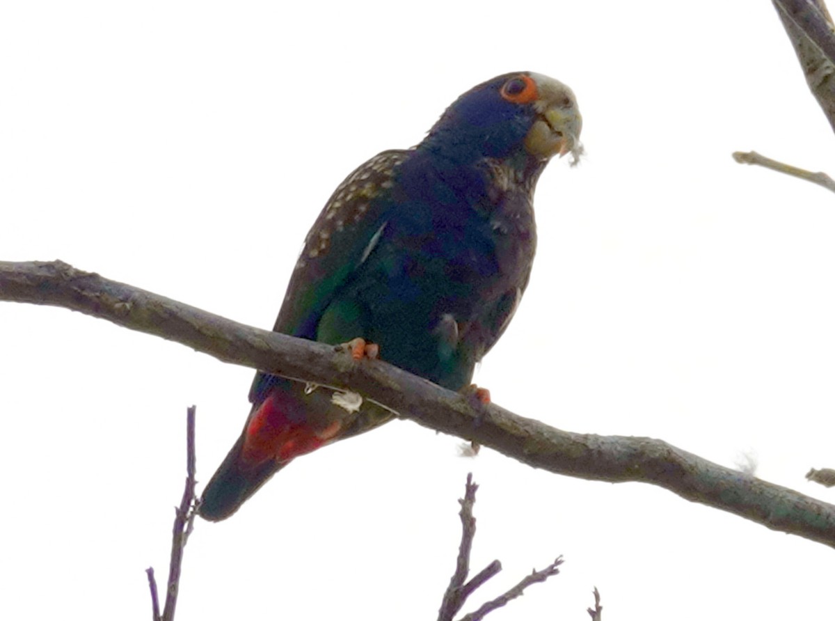 White-crowned Parrot - ML620900234