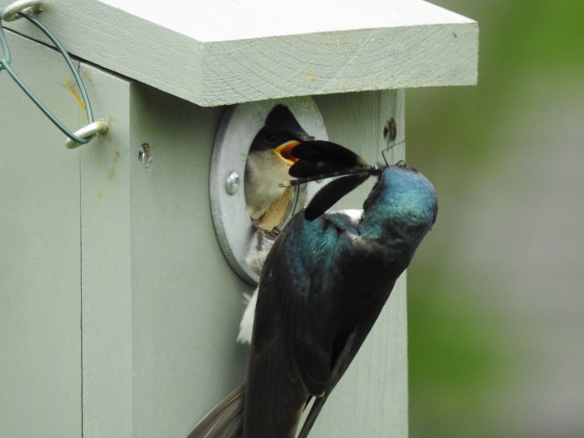 Golondrina Bicolor - ML620900235