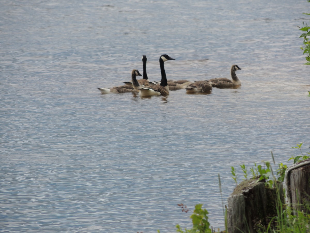 Canada Goose - ML620900236