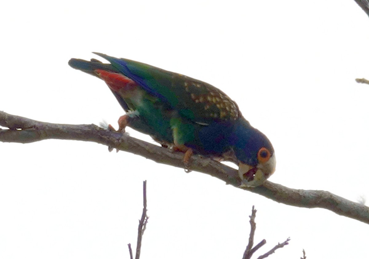 White-crowned Parrot - ML620900237