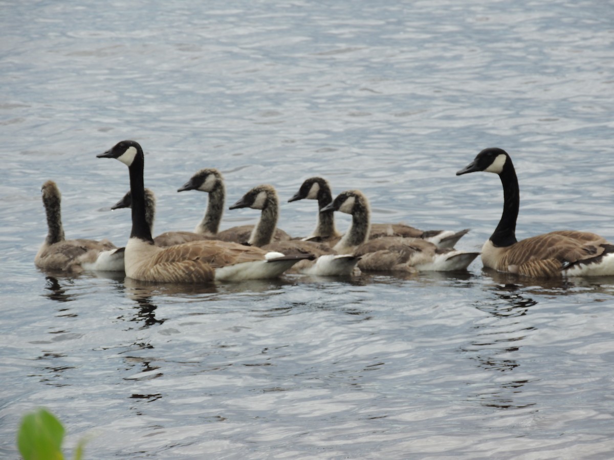 Canada Goose - ML620900239