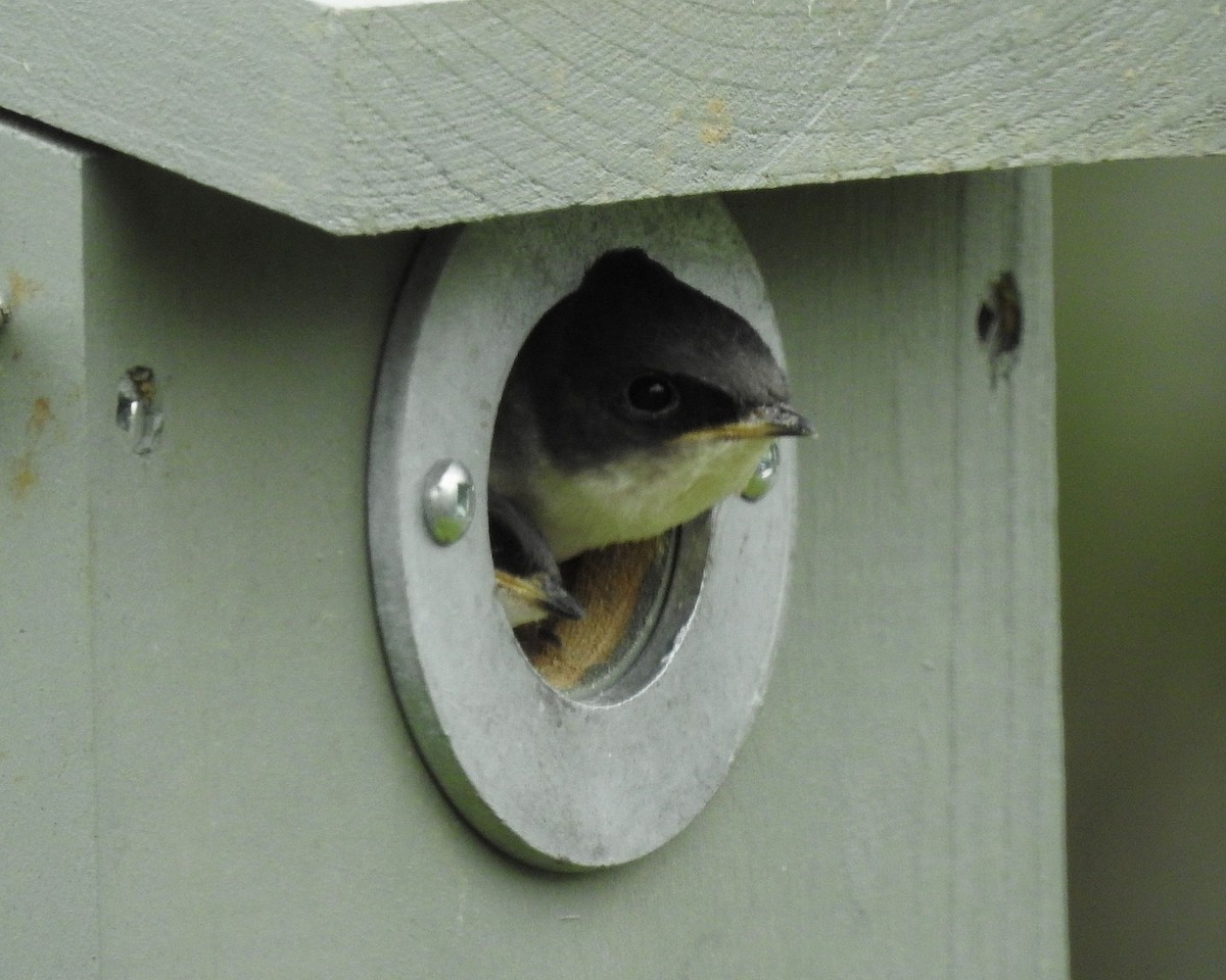 Golondrina Bicolor - ML620900241