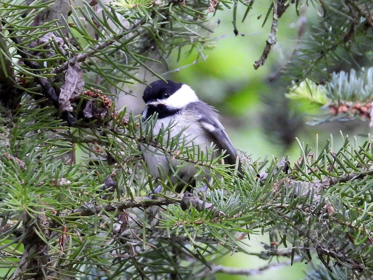 Black-capped Chickadee - ML620900253