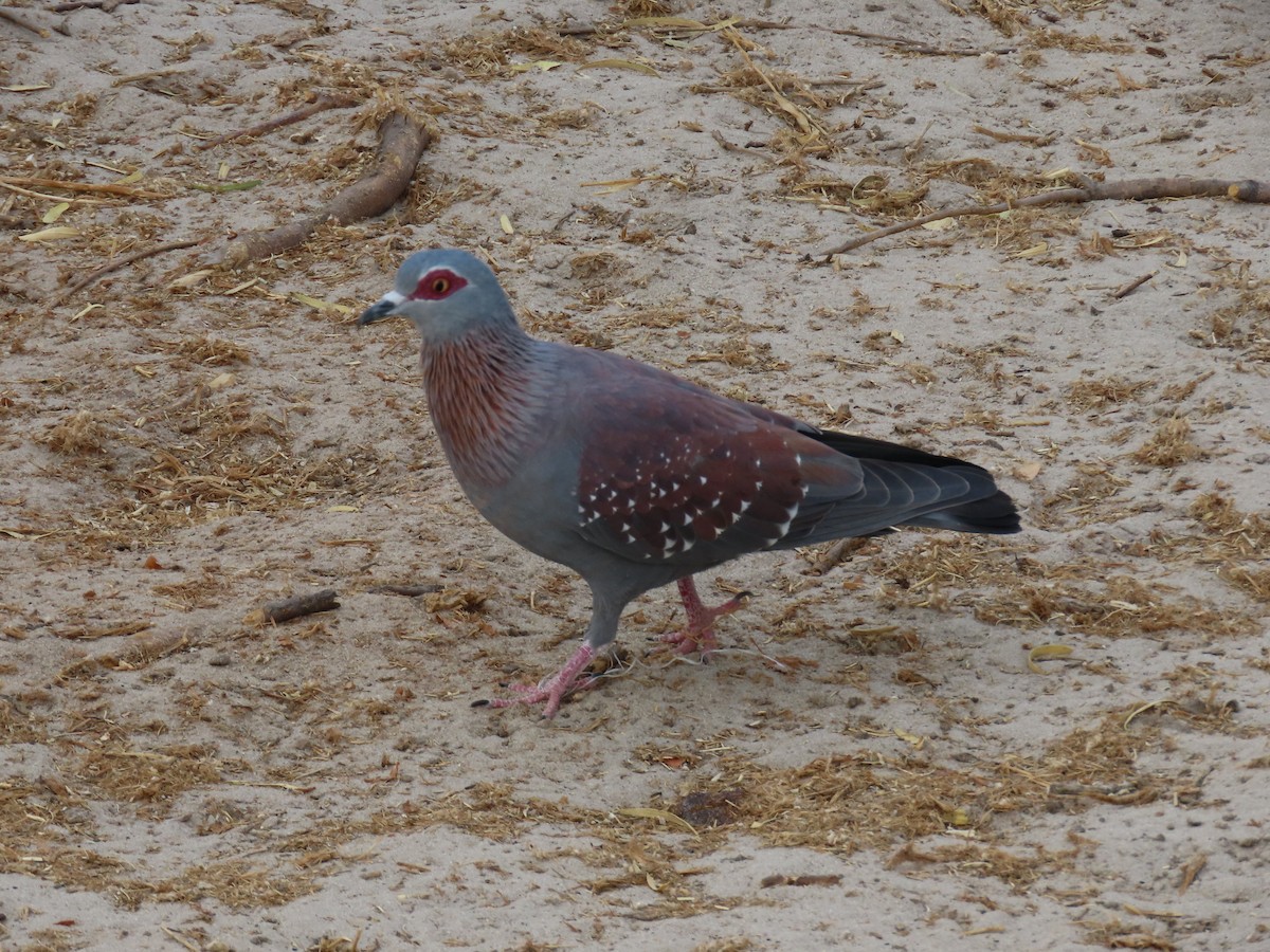 Speckled Pigeon - ML620900255