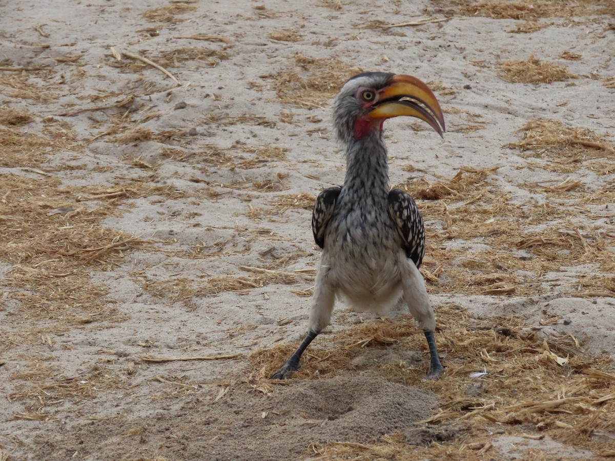 Southern Yellow-billed Hornbill - ML620900259