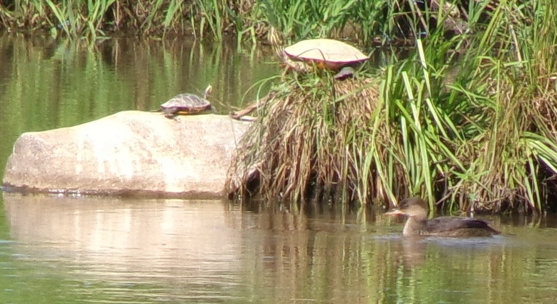 Hooded Merganser - ML620900268