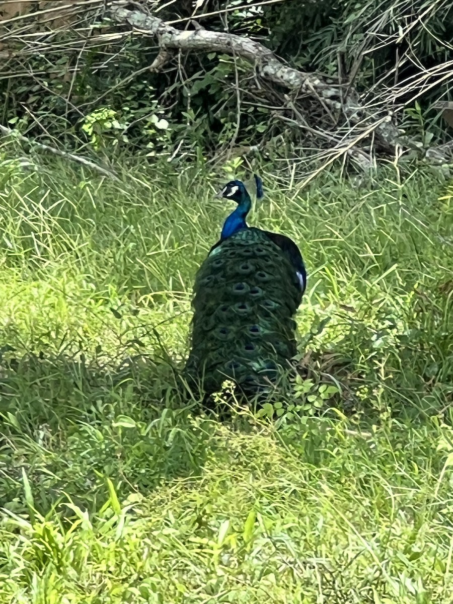 Indian Peafowl (Domestic type) - ML620900271