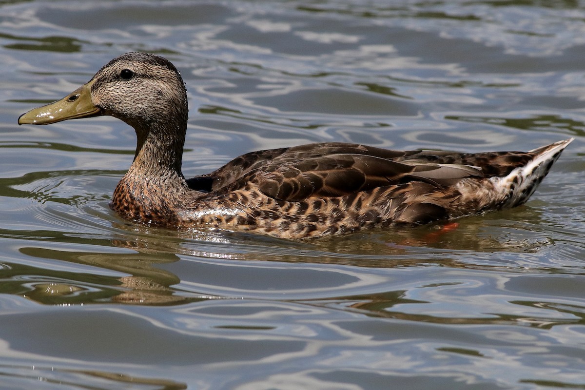 American Black Duck - ML620900273