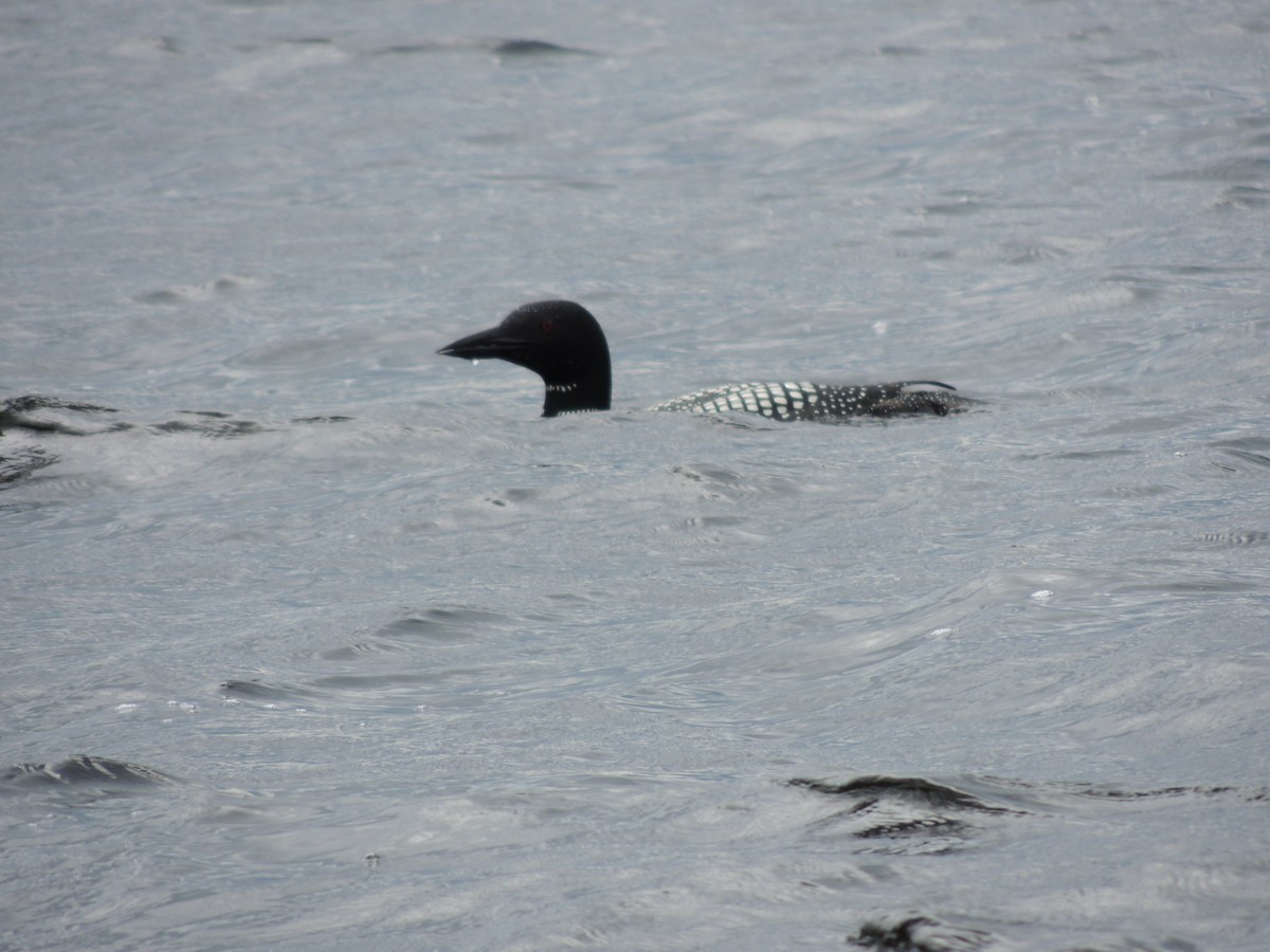 Common Loon - ML620900275