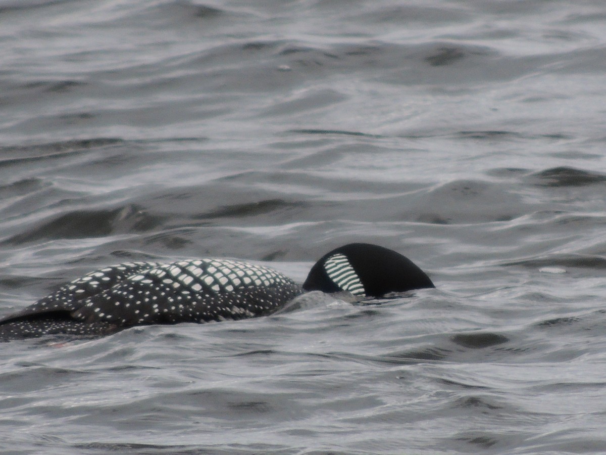 Common Loon - ML620900281