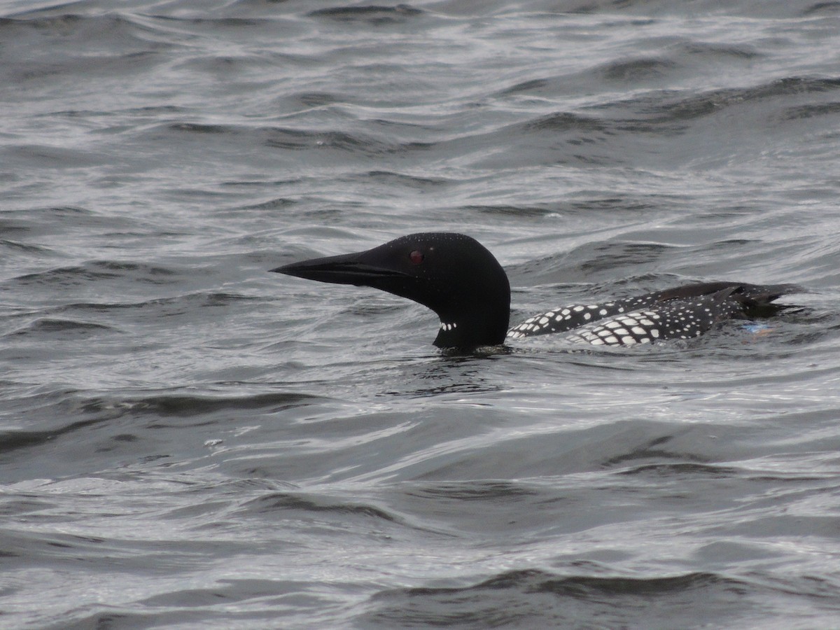 Common Loon - ML620900287