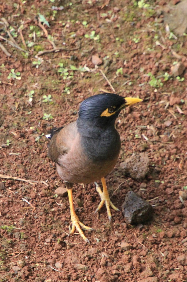 Common Myna - ML620900289