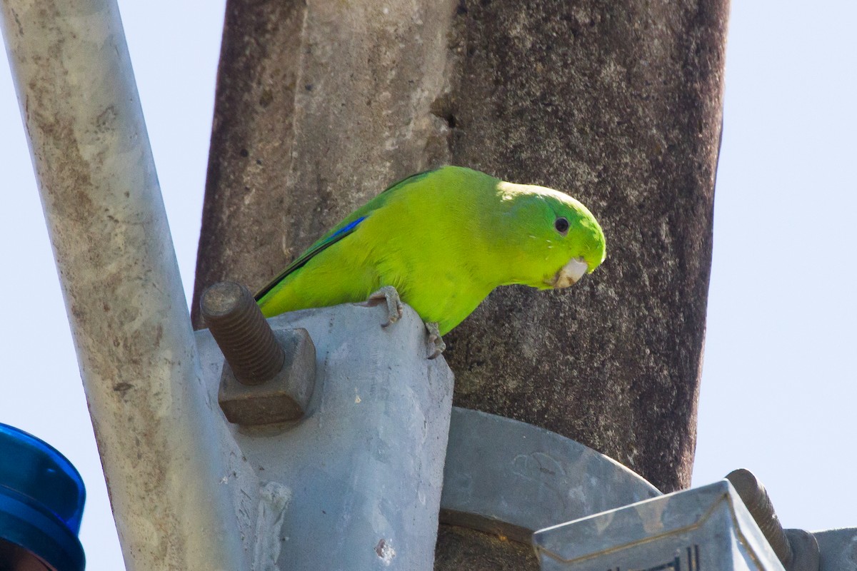 Cobalt-rumped Parrotlet - ML620900294