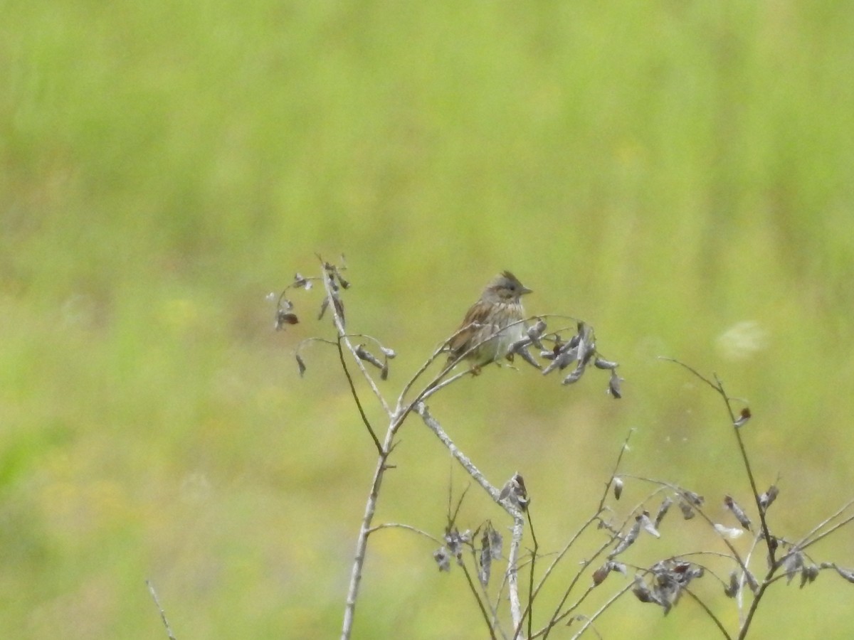 Lincoln's Sparrow - ML620900295