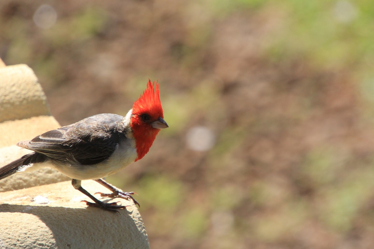 Red-crested Cardinal - ML620900299