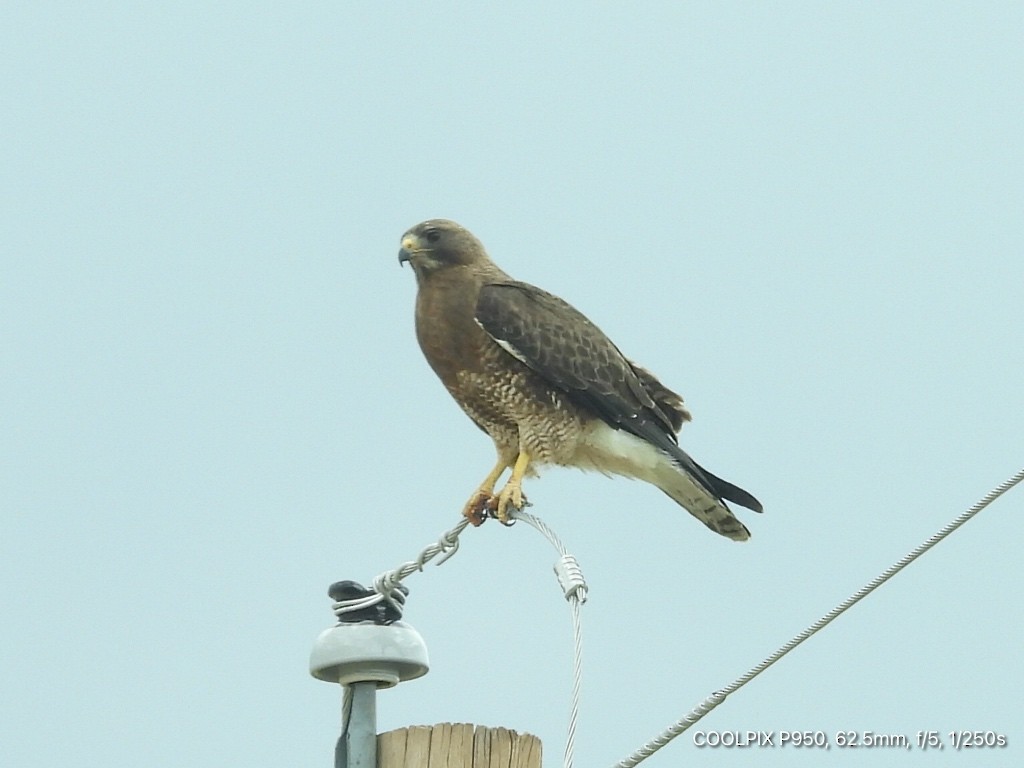 Swainson's Hawk - ML620900300